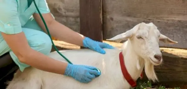 أهمية الطبيب البيطري